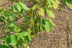 Holarrhena pubescens